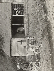 Bookmark Willie Cooper's goat team